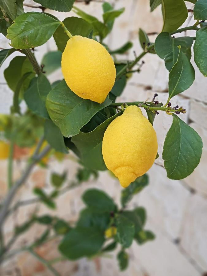 Casa Ale & Vinci Βίλα Monopoli Εξωτερικό φωτογραφία